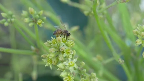 4K pollinator bee visiting Hass avocado blossom for nectar in Ica 動画素材 348116892