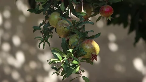 4k Pomegranate fruit on a tree in a pomegranate garden Stock Footage 140859080