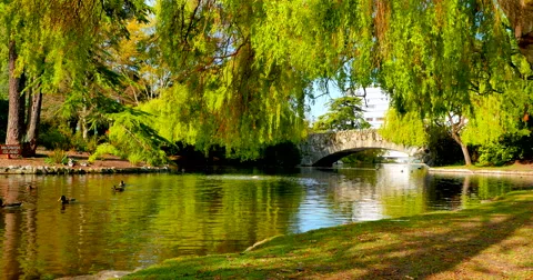 4K Pond with Ducks and Arch Rock Bridge with Willow Trees, Beacon Hill Park Stock Footage 53373251