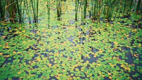 4k pond lotus Stock Footage 139123360