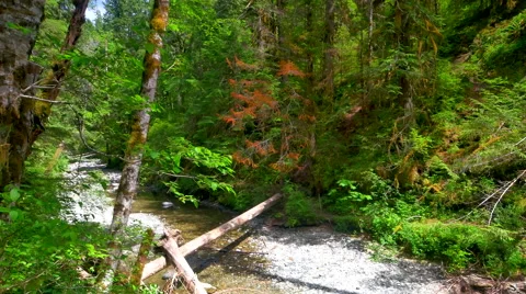 4K Pond Stone on River Stream Floor, Green Forest in Spring Video stock 64778796