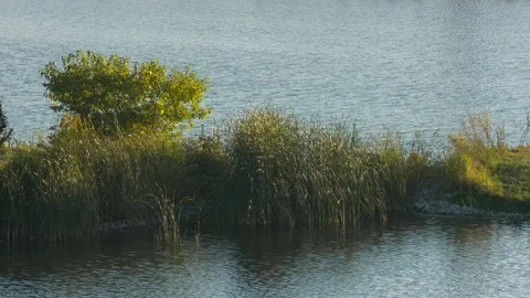 4K Pond with Tall Grass Stock Footage