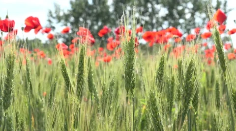 4K Poppy Field Red Flowers Agriculture Wheat Harvest Rye View Cereal Summer Land Stock Footage 53745097