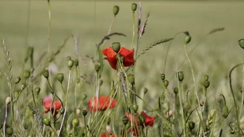 4K Poppy flower Stock Footage 77670968