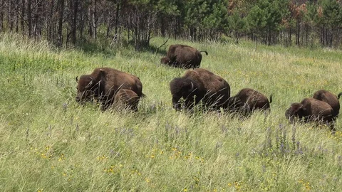 4K A Portion of a herd of buffalo moves through prairie flowers Stock Footage 115779212