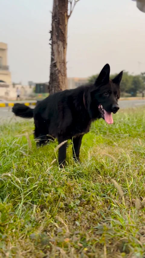 4K Portrait of Black German Shepherd Tied to Tree Street Pet Footage Stock Footage 320816254