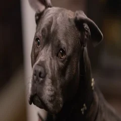 Cute Little DOG DRIVES Captain BOAT Dogg, Stock Video