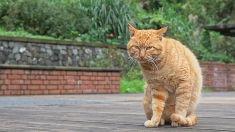 4K Portrait Cute cat sitting in front of the house Stock Footage 103995875