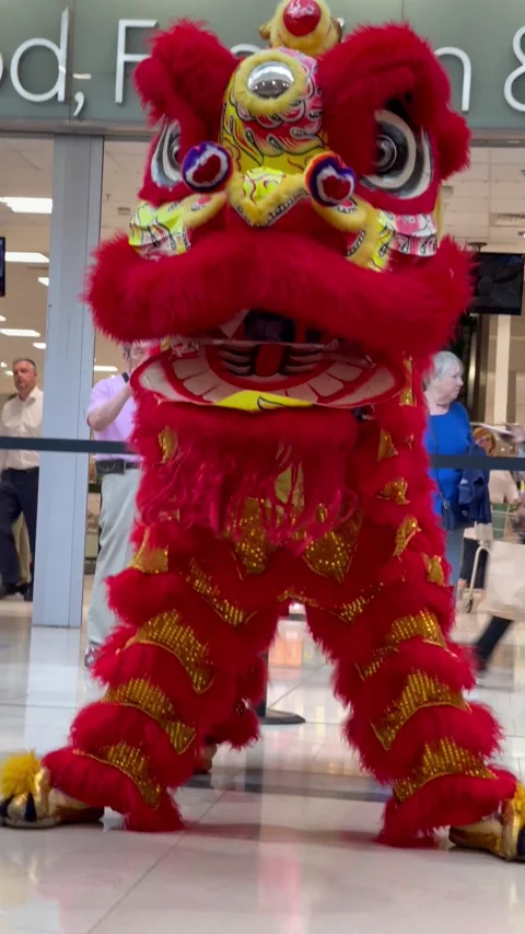 4K portrait of red lion doing body &amp; eye movements Stock Footage 211832555