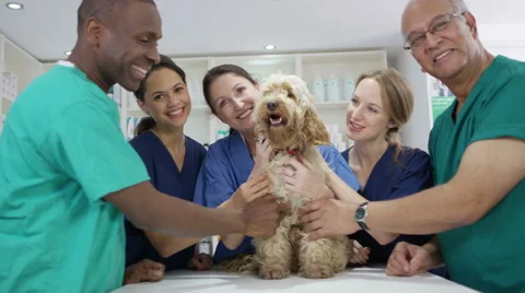 4K Portrait of smiling veterinarian team with cute dog in clinic Stock Footage