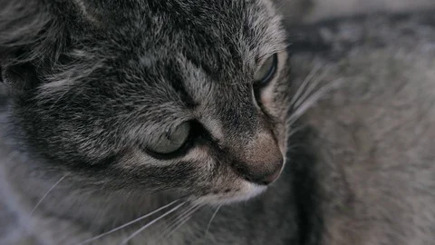 4K portrait of a striped cat close-up. with green eyes Stock Footage 110757065