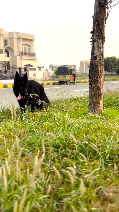 4K Portrait Video of Black German Shepherd Waiting Outdoors Pet Stock Footag Stock Footage 320816563