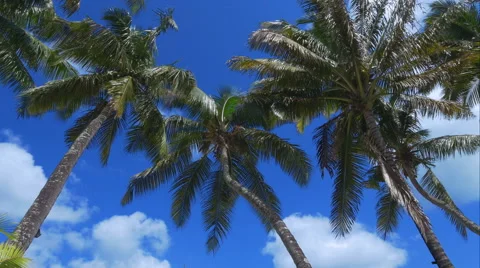 4K Postcard palm trees with crisp blue sky in the background Stock Footage 57779440