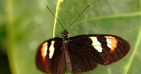 4K - Postman Butterfly. Close-up Stock Footage 116538895