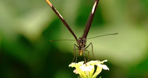 4K - Postman Butterfly. Macro front view Stock Footage 116538778