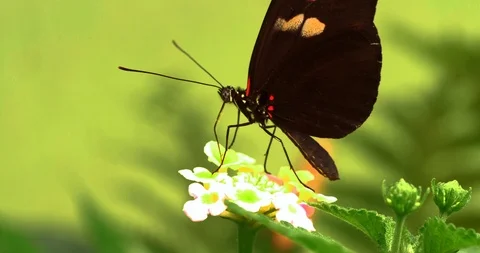4K - Postman Butterfly. Macro side view Stock Footage 116538963