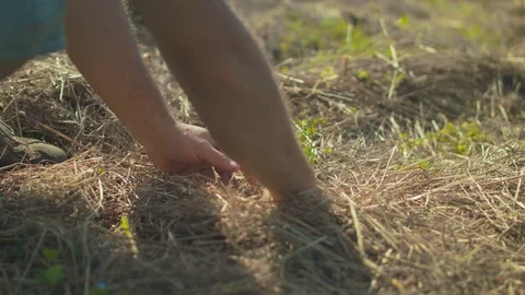 4K Potato In The Garden Stock Footage 93069452