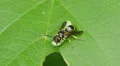 4K Potter Wasp (Ancistrocerus adiabatus) with Moth Larva 1 4k or 4k+ Resolution