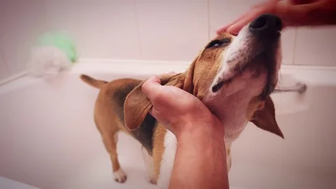 4K POV of Beagle Dog Having Bath Video stock 79782018