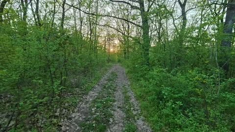 4K POV Deep Forest Walk - Sun Rays on Dirt Path, Early Spring Pine Woods Silent Stock Footage 332887851