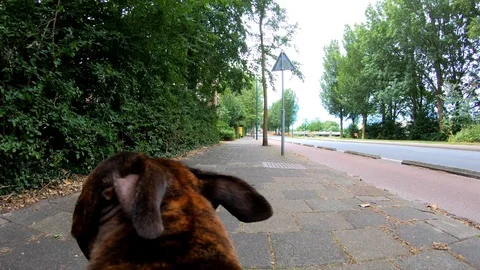 4K POV of a dog  Stock Footage 91249654