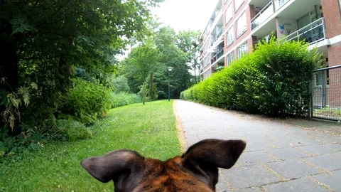 4K POV of a dog  Stock Footage 91249746