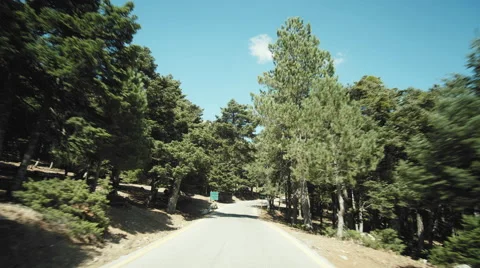 4K Pov drive at mountain pine forest at summer, bright sunny day Stock Footage 67228035