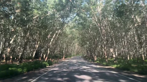 4K POV Driving Through Magical Tree Tunnel Road in Surat Thani Thailand Vídeos de archivo 335914827