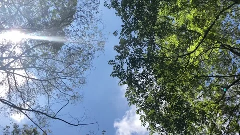 4K POV Low Angle Upward View of Tree Canopy While Riding Vídeos de archivo 334233470