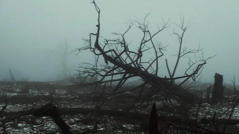 4K Pov moving shot of barren land,burned out forest in mist and fog Stock Footage