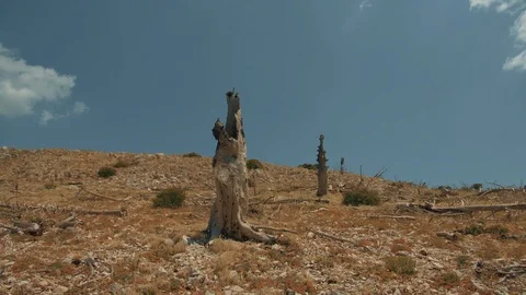 4K Pov Moving Shot Of dry Barren Land,burned Out Forest Stock Footage 110915567