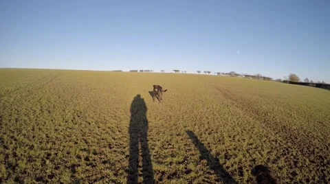4K POV playing fetch in a field with a black dog on a sunny day Stock Footage 59728056