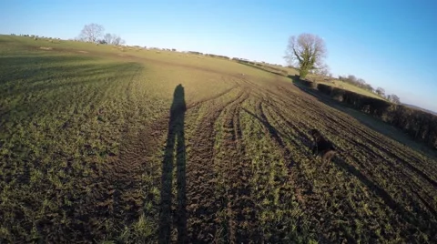 4K POV shadow walks along field to look at running sheep, dog looks on Stock Footage 59727992