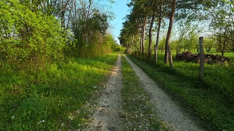 4K POV Walking on Forest Path - Early Spring Pine Woods, Cinematic Trail Walk Video stock 332888584