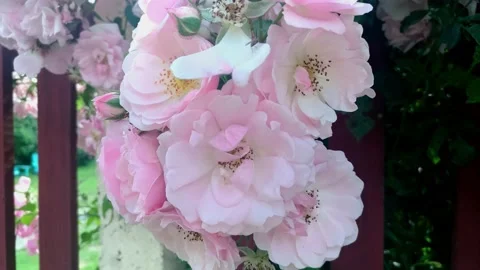 4K Powder roses motion background. Stock Footage 134185336
