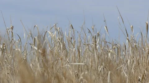 4K Prairie Grass Close-up 스톡 동영상 48272717