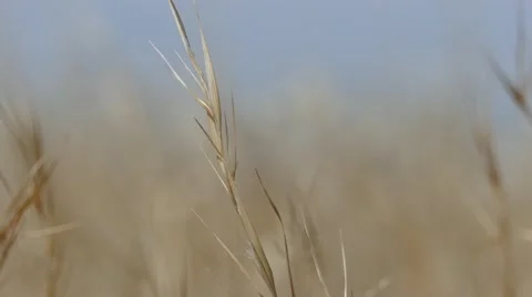 4K Prairie Grass Close-up with Rack Focus 스톡 동영상 48272751