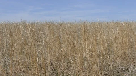 4K Prairie Grass 스톡 동영상 48267388