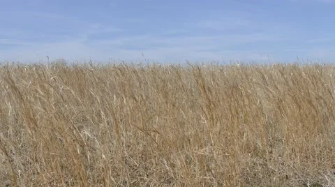 4K Prairie Grass 스톡 동영상 48272274