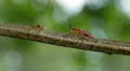 4K Predatory Stink Bug (Apoecilus cynicus) 1 4k or 4k+ Resolution