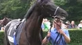4k Presentation of a wild racing horse 4k or 4k+ Resolution