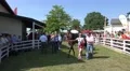 4k Presentation of winner horses after Horse Racing 4k or 4k+ Resolution
