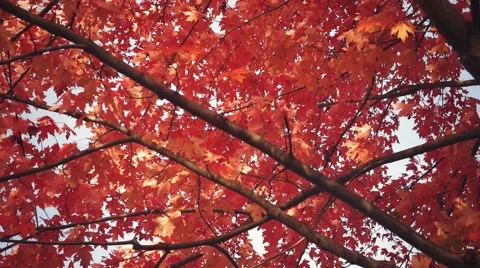 4K - Pretty red leaves in tree on a windy day Stock Footage 42767546