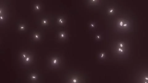 4K Professional Compositing Asset: Falling Cherry Blossoms on Black - Non-Loop 스톡 동영상 327711141