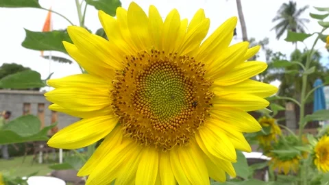 4K. Professional Video. Close Up Flower (Sunflower) Macro shot nature flower. Bl Vídeo Stock 153383499