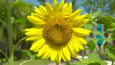 4K. Professional Video. Close Up Flower (Sunflower) Macro shot nature flower. Bl Stock Footage 153384594