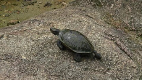 4K profile shot of a single Asian pond turtle crawling on a rock 스톡 동영상 337089733
