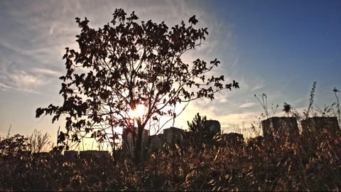 4K ProRes 422 HQ Timelapse of Sunset Behind Silhouette Tree at Golden Hour Stock Footage 320969684