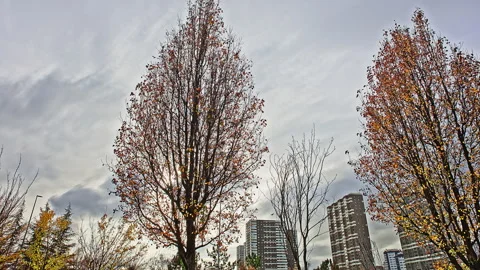 4K ProRes Time-Lapse: Sun Breaking Through Clouds Behind Autumn City Trees Stock Footage 323330840