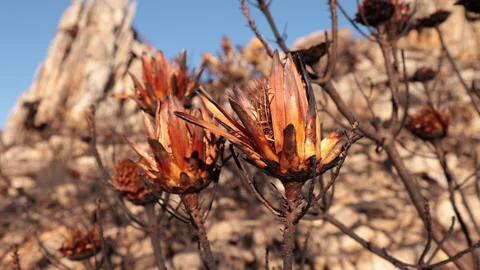 4K Protea flowers fire scarred quick pan NG Stock Footage 255630617